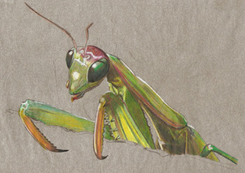 Tattoos - mantis - 30108